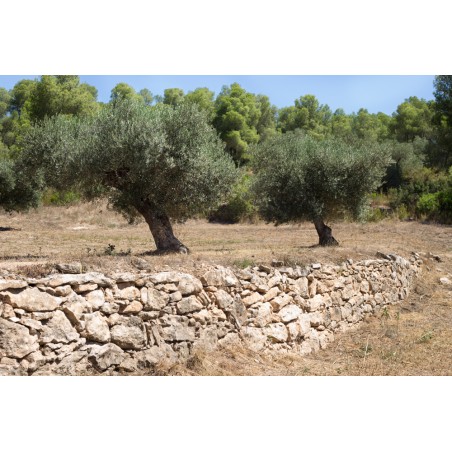 Huile d'Olive Mas Del Clos (Espagne) - 50cL Huile d'Olive Mas Del Clos (Espagne) - 50cL