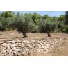 Huile d'Olive Mas Del Clos (Espagne) - 50cL Huile d'Olive Mas Del Clos (Espagne) - 50cL