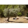 Huile d'Olive Mas Del Clos (Espagne) - 50cL Huile d'Olive Mas Del Clos (Espagne) - 50cL