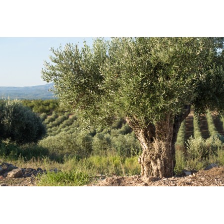 Huile d'Olive Mas Del Clos (Espagne) - 50cL Huile d'Olive Mas Del Clos (Espagne) - 50cL