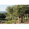 Huile d'Olive Mas Del Clos (Espagne) - 50cL Huile d'Olive Mas Del Clos (Espagne) - 50cL