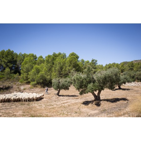 Huile d'Olive Mas Del Clos (Espagne) - 50cL Huile d'Olive Mas Del Clos (Espagne) - 50cL