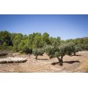 Huile d'Olive Mas Del Clos (Espagne) - 50cL Huile d'Olive Mas Del Clos (Espagne) - 50cL