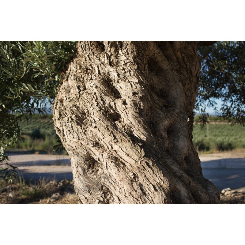 Extra Virgin Oil Mas del Clos (Spain) 16.9 oz