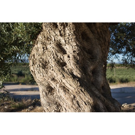 Huile d'Olive Mas Del Clos (Espagne) - 50cL Huile d'Olive Mas Del Clos (Espagne) - 50cL