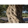 Huile d'Olive Mas Del Clos (Espagne) - 50cL Huile d'Olive Mas Del Clos (Espagne) - 50cL