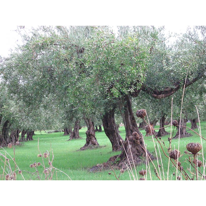 Huile d'Olive Azienda Disisa (Sicile) - Bidon de 5L